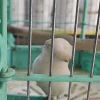 قناری گلاستر نر