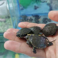 ماهی جدید رسید آکواریوم ماهیداران|ماهی|بیرجند, |دیوار