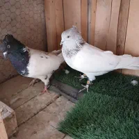 کبوتر کله ای و سرور،هم زمینی هم هوایی|پرنده|تهران, فلسطین (میدان انقلاب)|دیوار