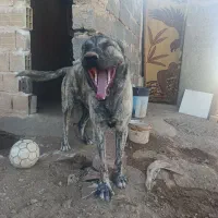 سگ افقان|سگ|قیدار, |دیوار