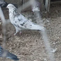 نر هفت رنگ|پرنده|هیرمند, |دیوار