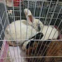 دوعدد نر سالم چاق شش ماهه ۶۰۰ولوپ ۴۰۰|موش و خرگوش|ارومیه, |دیوار