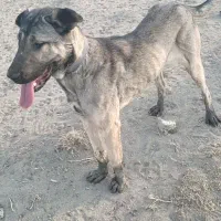 سگ عراقی ماده