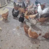 مرغ وخروس|حیوانات مزرعه|حسین آباد, |دیوار