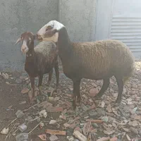 گوسفند شیشک. توقلی و بز بزغاله دار|حیوانات مزرعه|سیمین شهر, |دیوار