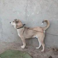 عراقی ۱۷ ماهه