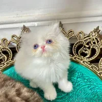 پرشین بریتیش ماده