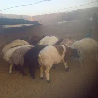 بره میش|حیوانات مزرعه|جهرم, |دیوار