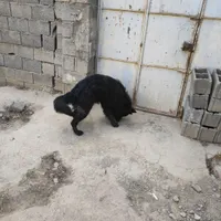 سگ ژرمن بلک نر|سگ|چهارباغ, |دیوار