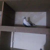 شاپر از هردو طرف|پرنده|سیوان, |دیوار