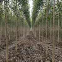 نهال کبوده با کیفیت زیاد ، رشد سریع|حراج|تاکستان, |دیوار