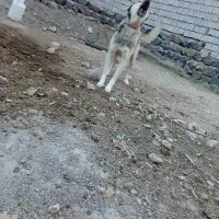 سگ نگهبان|سگ|ثمرین, |دیوار