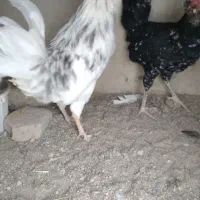 خروس گلین