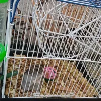 همستر نژاد دار همراه با وسایل|موش و خرگوش|اراک, |دیوار