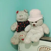 خرس و گربه