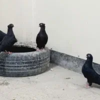 کبوتر زاغ آبادانی اصیل ذات دار|پرنده|خاش, |دیوار