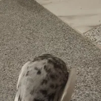 طوقی نر الماسی|پرنده|لردگان, |دیوار