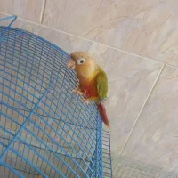 طوطی گرین چیک|پرنده|میناب, |دیوار