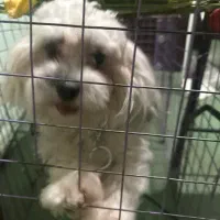 شیتزو ۱ ساله ماده