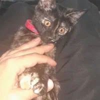 گربه گمشده در محدوده شارق