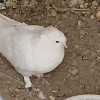 نر سفید