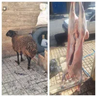 گوسفند زنده بره نر و بره ماده گوشت شقه ای|حیوانات مزرعه|هشتگرد, خور|دیوار