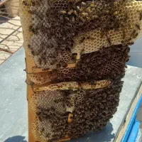 تماس