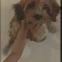 میکس شیتزو و پیکینیز