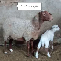 میش و بره(رومانوف خالص و دو رگ هترو رومانوف )