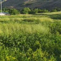 یک تن یونجه میخوام|خدمات باغبانی و درختکاری|کامیاران, |دیوار