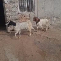 ۲راس بز شیره دار