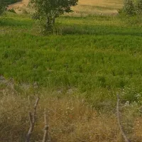 نیروی‌ کار