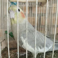 عروس هلندی نیمه دستی