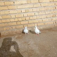 کبوتر شامی|پرنده|مرودشت, دولت آباد|دیوار