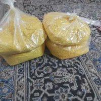 کشک زرد زابلی