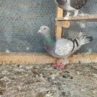 تعدادی کبوتر غریب|پرنده|مشهد, امیرآباد|دیوار