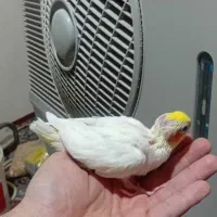 عروس هلندی سرلاکی