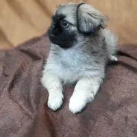 واگذاری توله پکینز ۴ ماهه واکسن زده