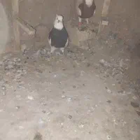 دو عدد گفتر زبیا