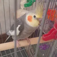 عروس هلندی نر بالغ آماده جفت گیری