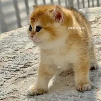 بریتیش گلد ny12