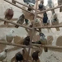 کفتر یجا۶۰|پرنده|محمدشهر, محمدشهر|دیوار