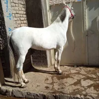 نریان ترکمن  درشت سرحال خوش هیکل آرام