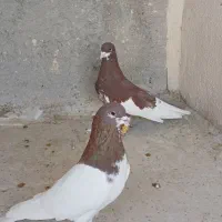 کفتر شهری نر|پرنده|شیراز, دارالرحمه|دیوار