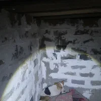 سگ پیدا شده