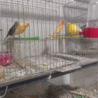 ۴عددقناری ۲۵۰۰مقطوع   آیهان|پرنده|خوی, |دیوار