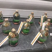 ماهی عمده|ماهی|تهران, بازار|دیوار