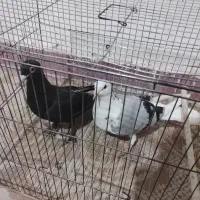 کبوتر