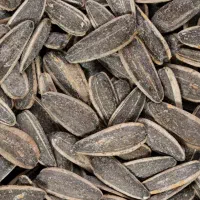 تخمه کدو وافتابگردان درجه یک|عمده‌فروشی|رشت, آب و برق|دیوار