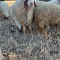 قوچ سنجابی بختیاری دورگه|حیوانات مزرعه|گهواره, |دیوار